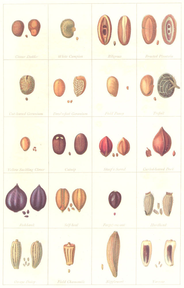 FARMING. Seeds. Impurities & Adulterants – II; in Clover 1912 old print
